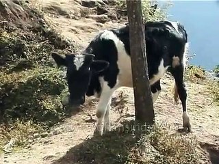 Cow scratches his face roughly to relieve an itch!