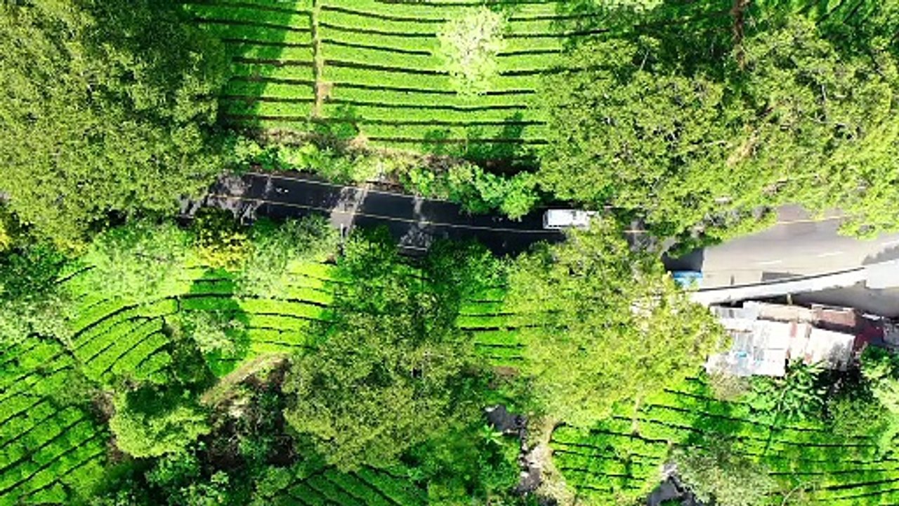 Top View of Vehicles Traveling on a Roadway Between Trees