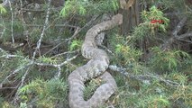 Tunceli'de 'Koca Engerek' yılanı görüldü
