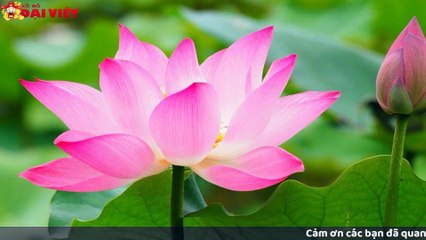 Mơ thấy hoa sen có tỉ lệ trúng cao nhất