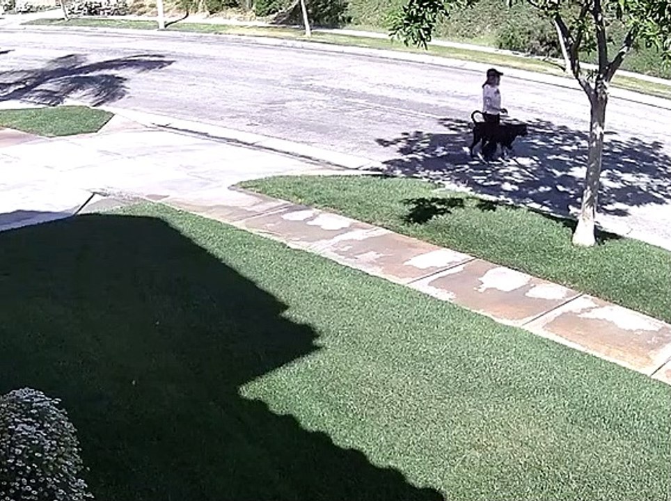 Distracted Dog Drags Woman off Her Feet video Dailymotion