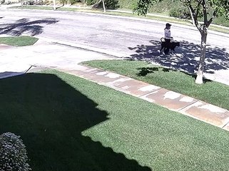 Distracted Dog Drags Woman off Her Feet