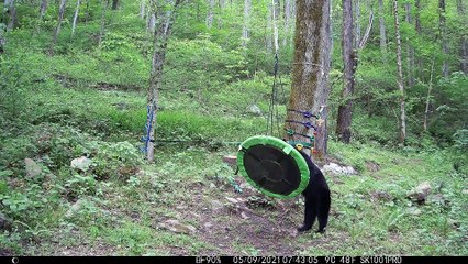 Black Bear Investigates Playground