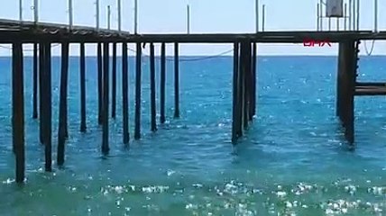 Nesli tehlike altındaydı... Manavgat'ta görüntülendi
