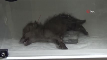 Yavru tilkinin tedavisini gözyaşları ile izlediler