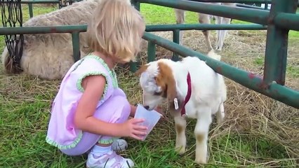 Try Not To Laugh - Funniest  Baby at the Zoo _ Funny Animals Reaction
