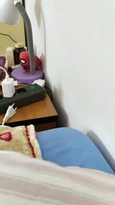 Happy Kitty Enjoys Playing Shortly after Adoption