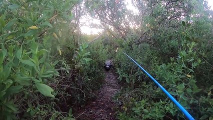 Chased by Bull Alligator While Tarpon Fishing