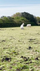 Quirky Horse Takes a Load Off