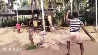Elephant playing cricket in Kerala