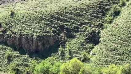 Ahlat'ta yiyecek arayan domuz sürüsü görüldü