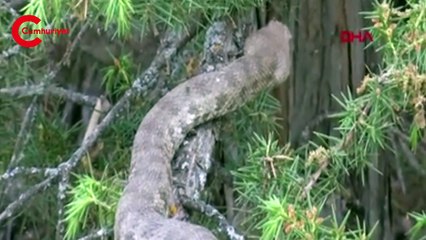 Türkiye'nin en zehirli türlerinden bir tanesi: Koca engerek