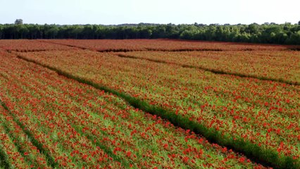 Into the Badlands S01E03 1080p Dual Audio Hindi - English