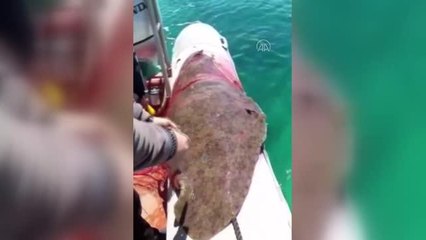 Son dakika haberi... Ağlara takılan vatozu deniz polisi kurtardı