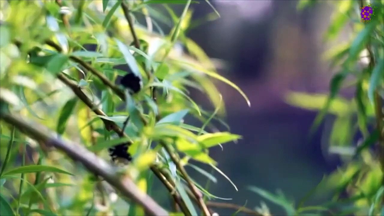 15 Minute Soothing  Music for Self-love | Plants | Greenery | Anxiety-Relief | Relaxation | Study | Sleep | Slow | Instrumental | Sweet | Joyful | Anti-Depression