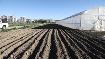 Akyurt'ta bir üretici ata tohumlarıyla sebze fidesi üretimine başladı