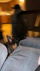 German Shepherd Puppy Takes Recliner for a Spin