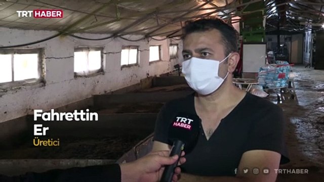 Kırmızı Kaliforniya solucanları atıkları gübreye dönüştürüyor