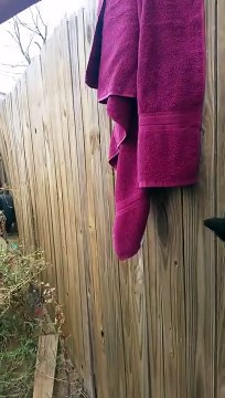 Le sauvetage d'un chaton coincé entre 2 planches d'une palissade