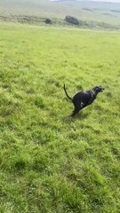 Uncoordinated Whippet Skips Into Somersault