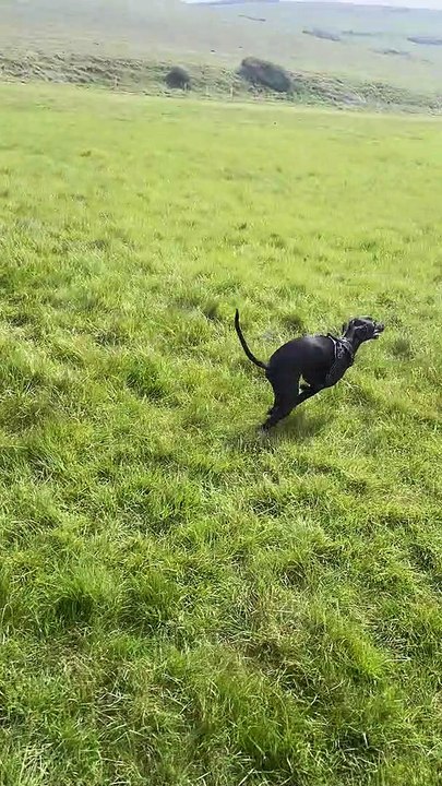 Uncoordinated Whippet Skips Into Somersault
