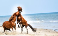 Outer Banks Tourist Captures Incredible Moment Brawling Wild Stallions Stop Beach Traffic