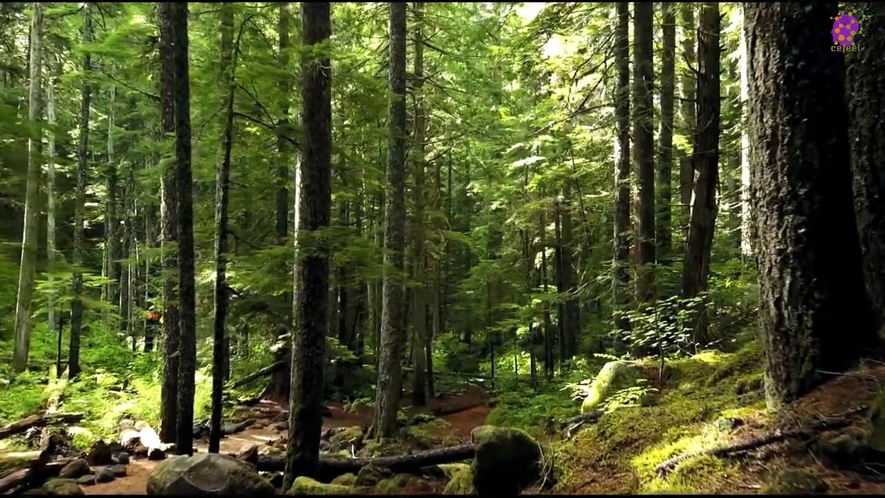 15 Minute Anti-Depression  Music for Relaxation | Nature | Forest | Woods | Greenery | Stress-Relief | Healing | Positive Energy | Self-love | Self-Esteem | Soothing