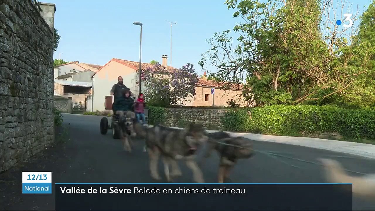 Deux-Sèvres : à la découverte de la vallée avec des chiens de traîneau