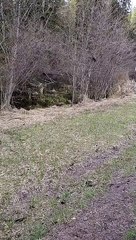 Mountain Lion Cubs Call for Mama