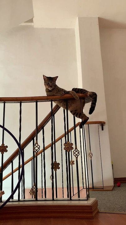 Peculiar Kitty Poses on Staircase