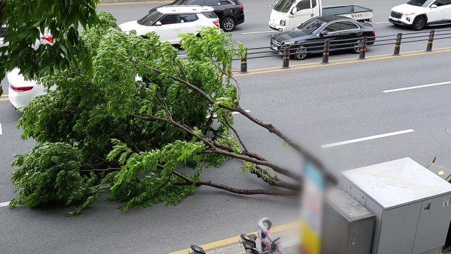 시내 가로수 강풍에 쓰러져...인명 피해 없어 / YTN