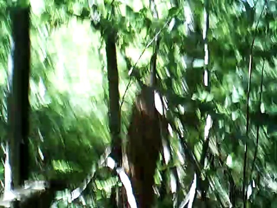 mailied