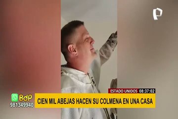 ¡Impresionante! Cien mil abejas hacen su colmena en plena sala de una casa