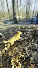 Golden Puppy Leaps Into Leaf Pile
