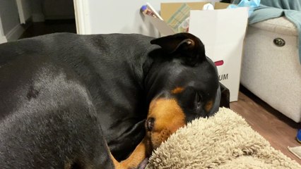 Sleeping Doberman Barks and Blows out Cheeks