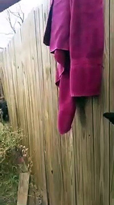 Ce pauvre chaton à la patte coincée dans une palissade