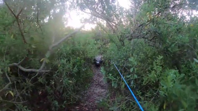 Ce pecheur se fait chasser par un alligator : moment flippant