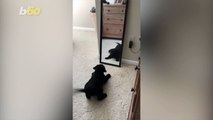 This Pup Tried to Make Friends With His Reflection in This Hilarious Video