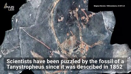 What’s the Deal With This Ancient Reptile With a Long, Giraffe-Like Neck?