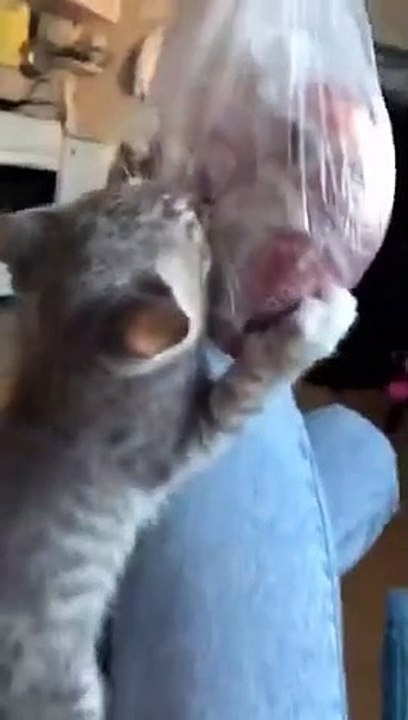 You can't stop laughing with cats