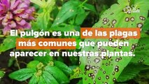 Remedios contra las plagas. | Cocina Delirante