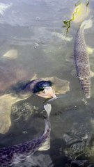 Florida Softshell Turtle Sports a Stylish Toupee