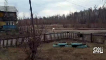 Kutup ayısı yolunu kaybetti