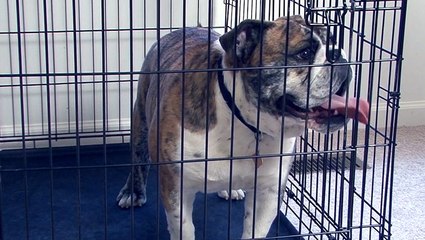 Ways to keep your pets safe during hurricanes