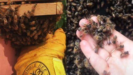 Beekeeping TikTok Is Trending