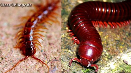 Millipede facts They Don&apos;t Bite!  Animal Fact Files