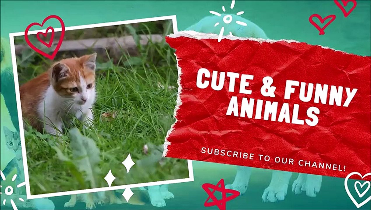 Cute Pets and Funny Animals Compilation April 2021  Cute and Funny Animals