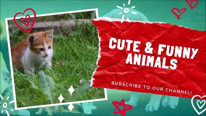 Cute Pets and Funny Animals Compilation April 2021  Cute and Funny Animals