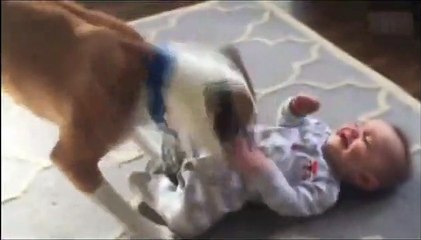 Köpek ağlayan bebeği bakın nasıl susturdu...