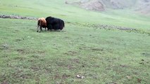 Tibet sığırıyla güçlü boğanın amansız mücadelesi